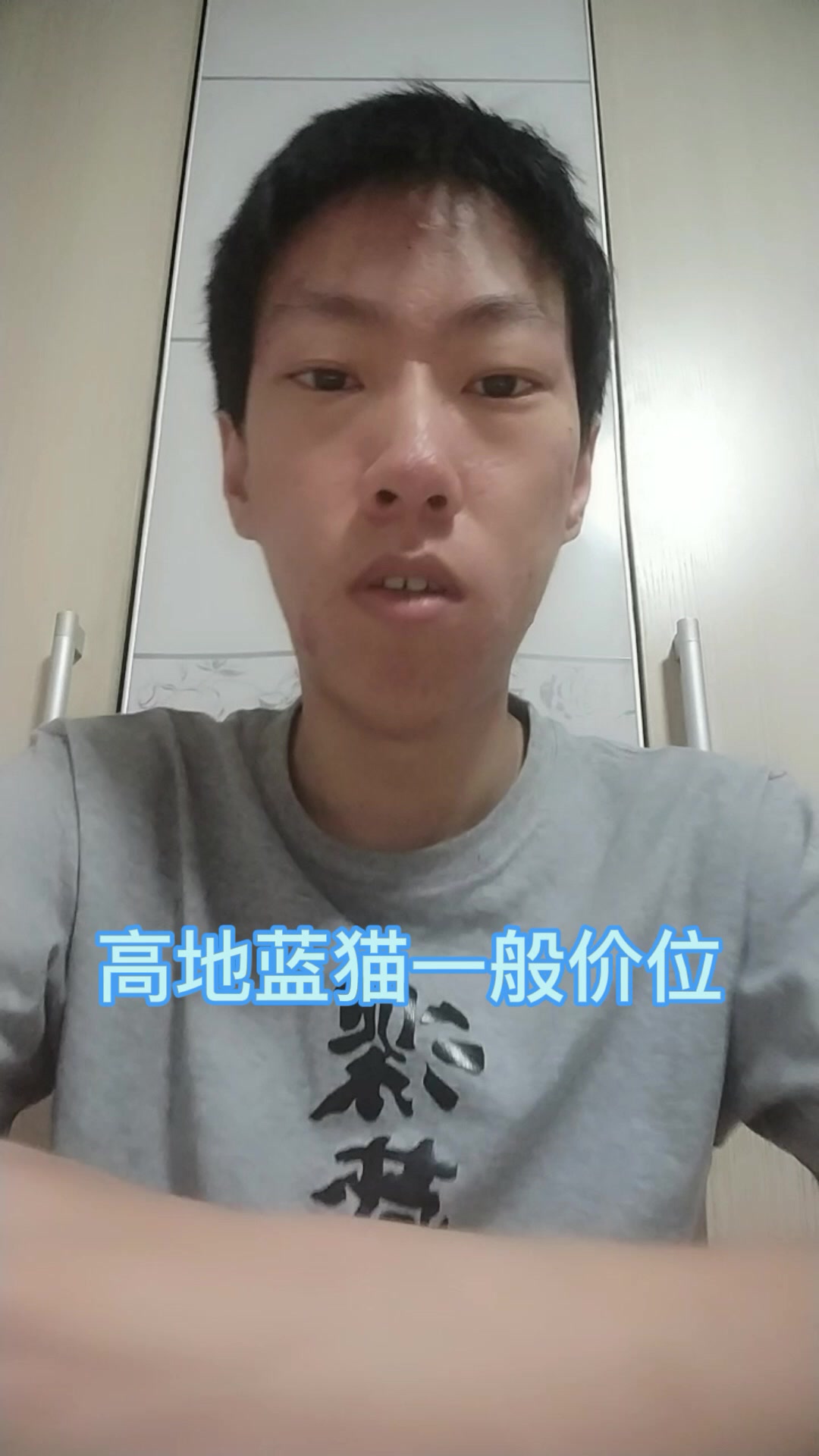 高地蓝猫一般价位
