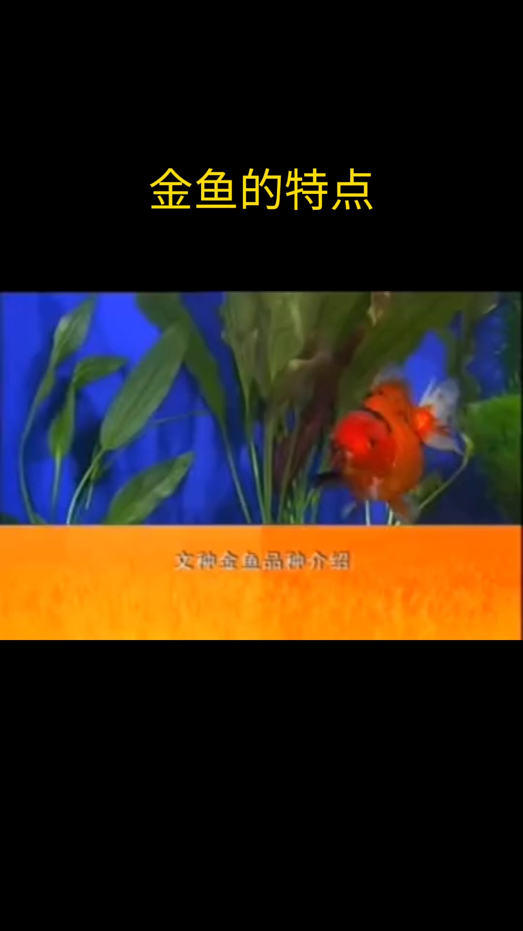 金鱼的特点   