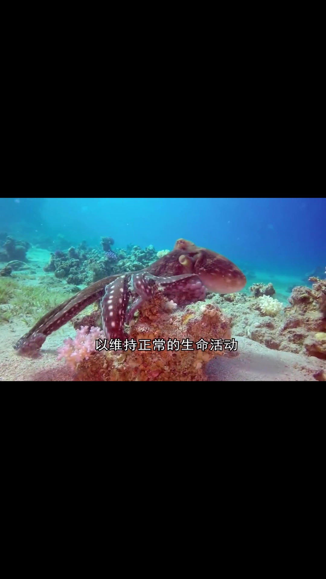 为什么说章鱼是外星生物?原来,它的生理结构那么牛