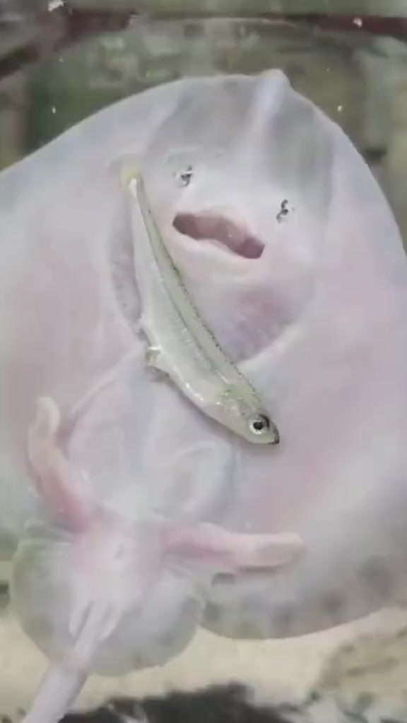 鳐鱼为了吃东西有多努力 小鱼:给个痛快吧