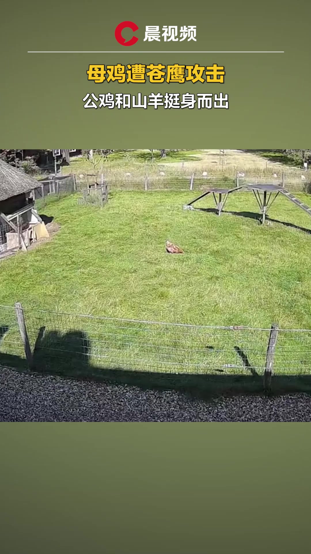 燃!母鸡遭苍鹰攻击,公鸡和山羊挺身而出