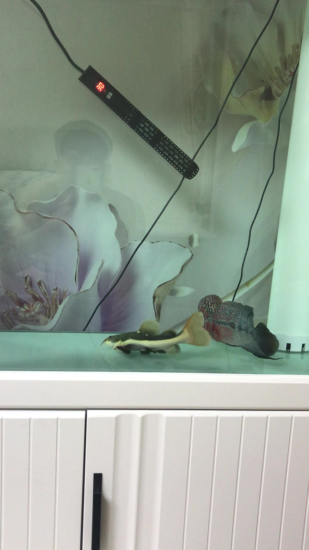 这个罗汉鱼能长到40吗