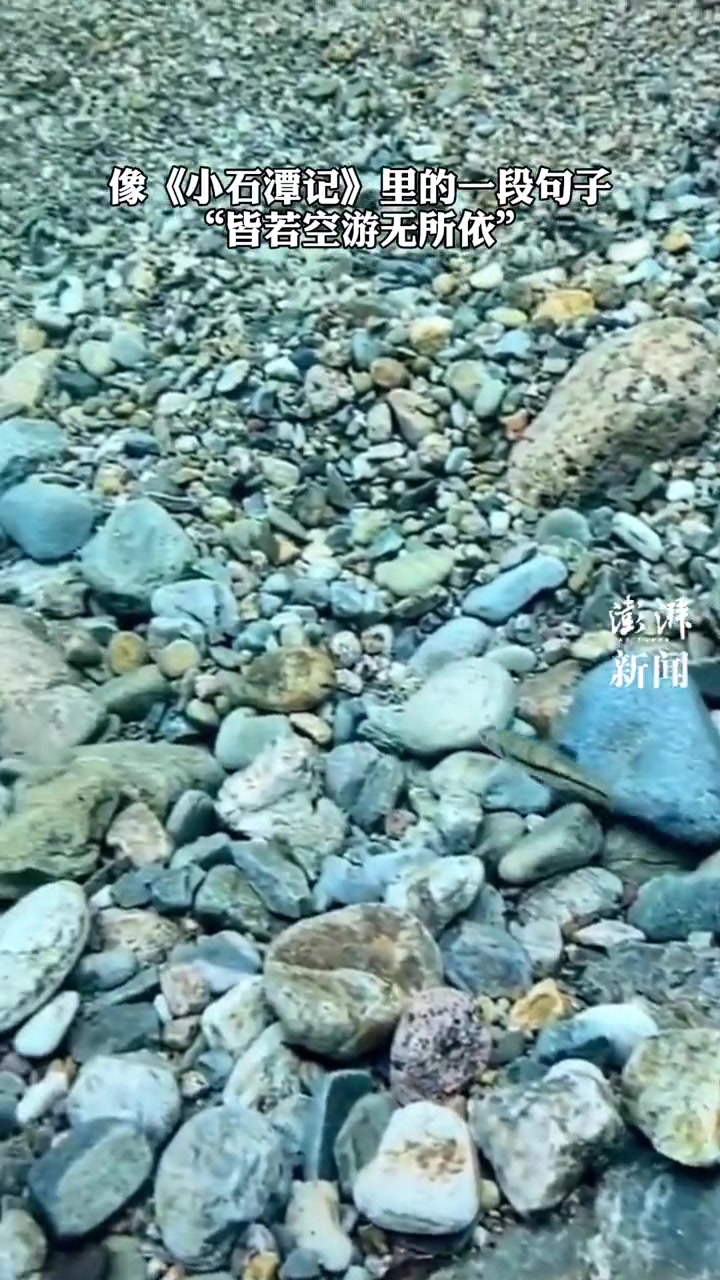 网友拍到鱼好像在空中游《小石潭记》一样的画面,水也太清了……