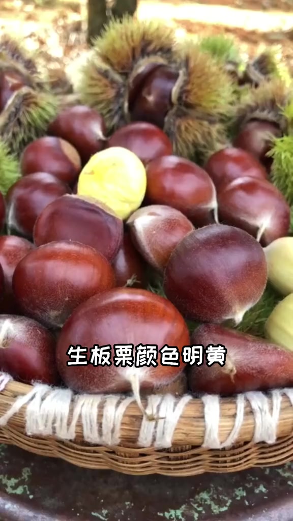 生板栗可以吃吗?