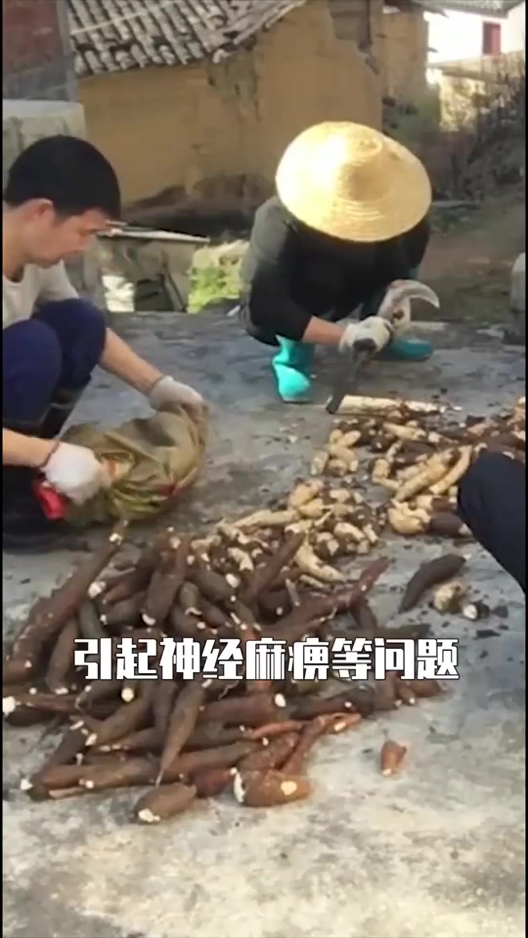 巴西的有毒植物,如今人人都吃过,奶茶的主要原料