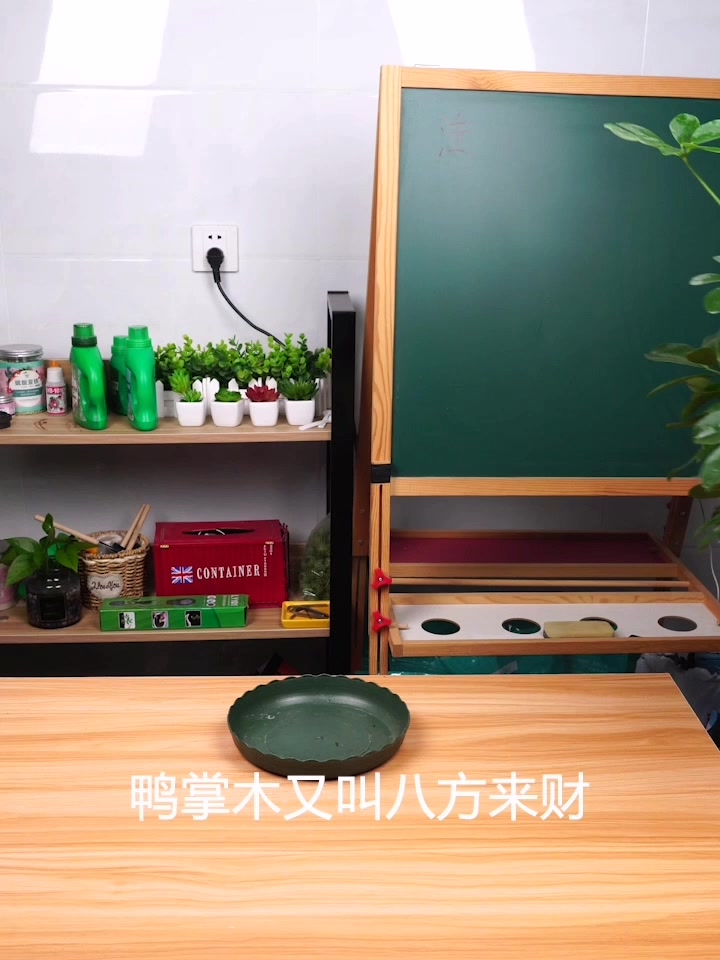 教你三招养好鸭掌木,长的旺四季绿油油