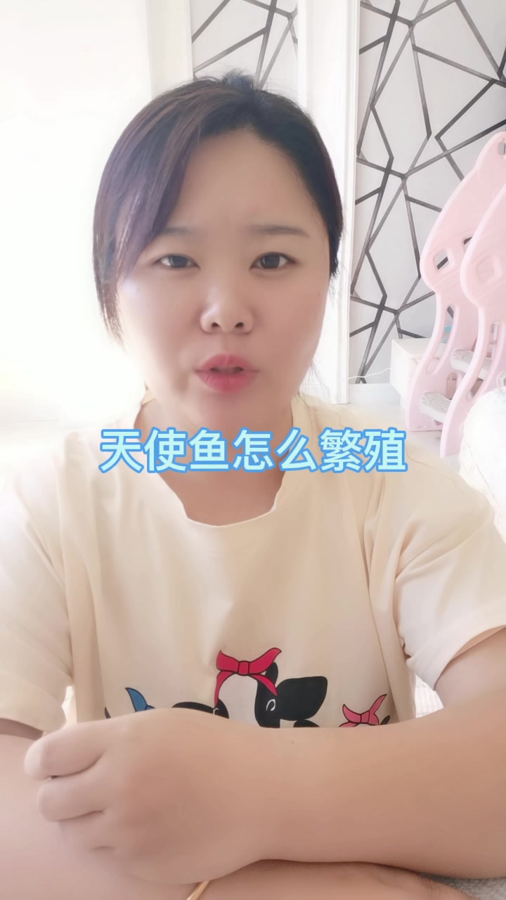 天使鱼怎么繁殖 