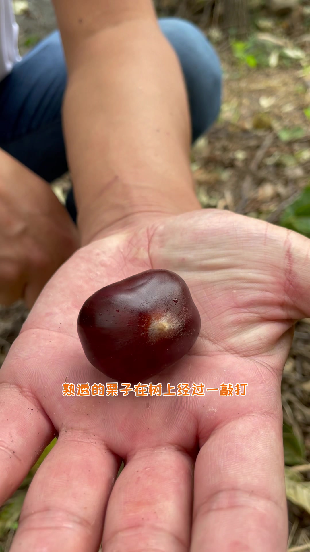 秋天的山里到处都是好吃的,我们捡的可都是他们打剩下的