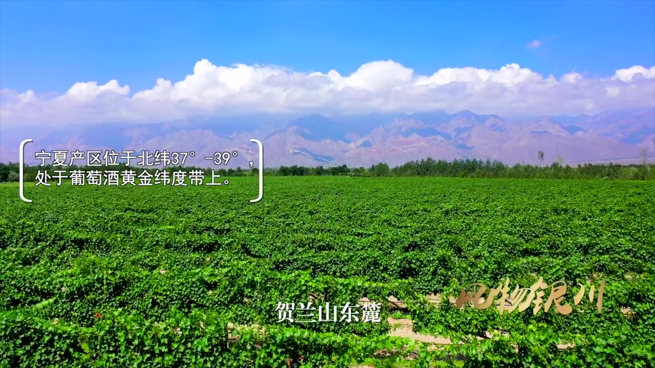 【贺兰山东麓葡萄酒 当惊世界殊】这里是中国最早种植酿酒葡萄并酿造葡萄酒的地区之一,也是中国