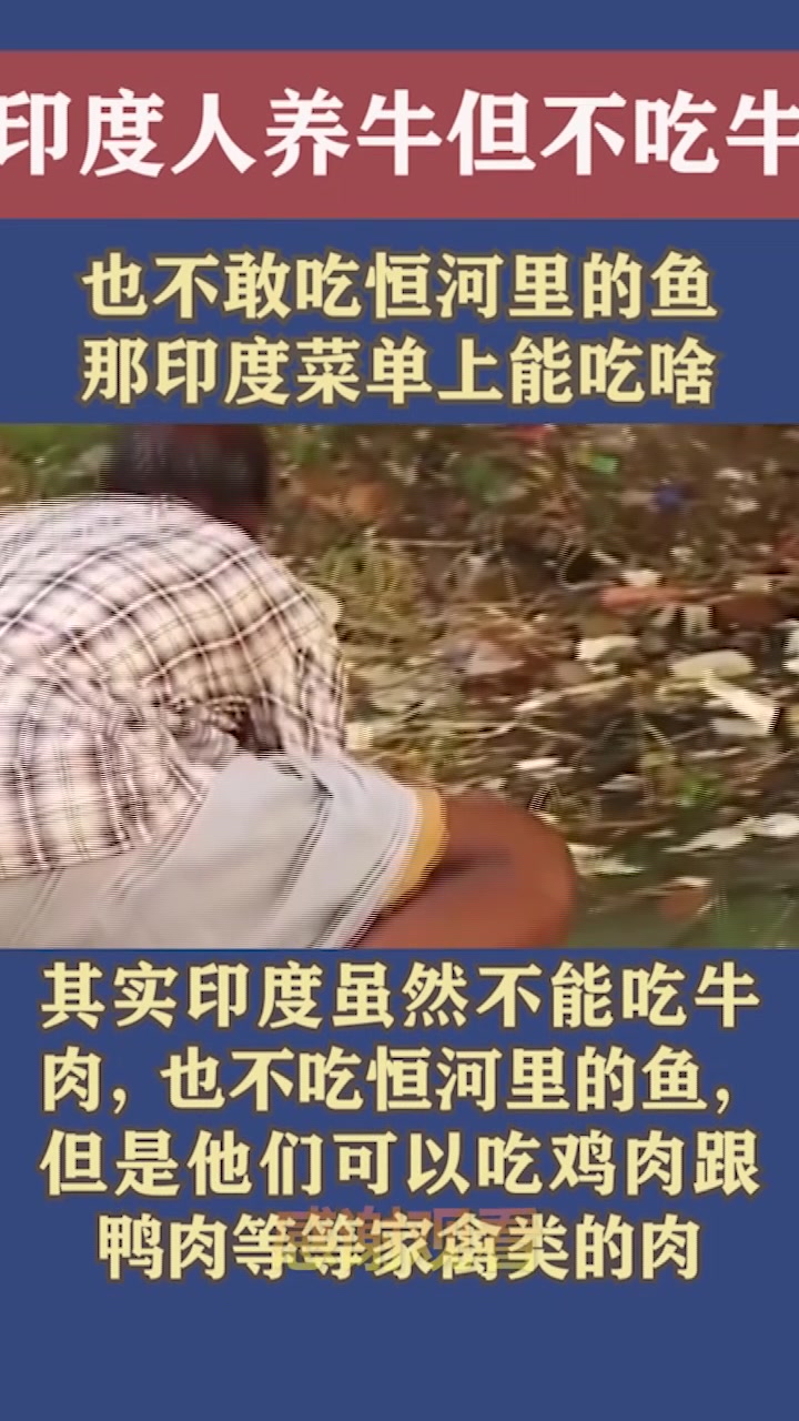 印度人养牛但不吃牛,也不敢吃恒河里的鱼,那印度菜单上能吃啥?