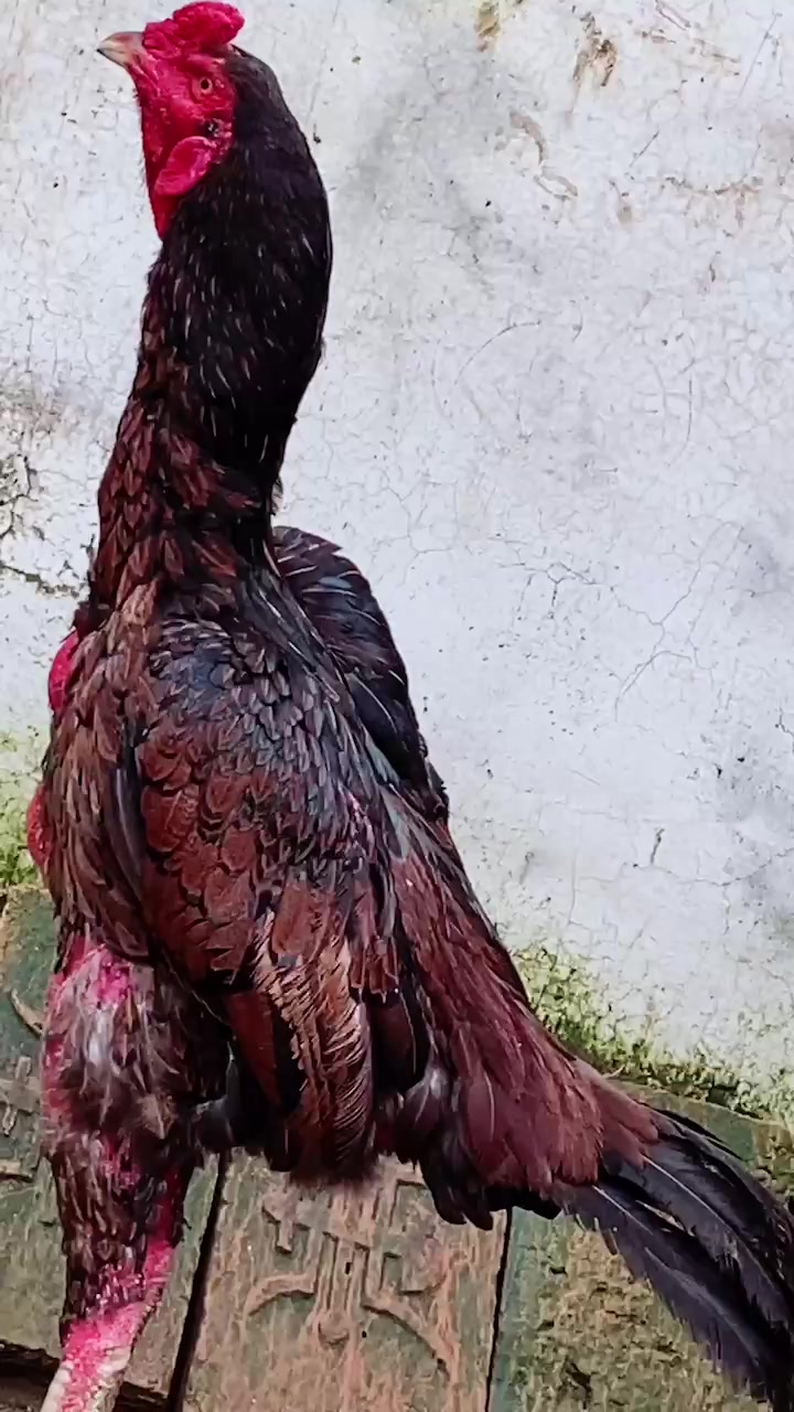 大骨架剑尾母鸡毛