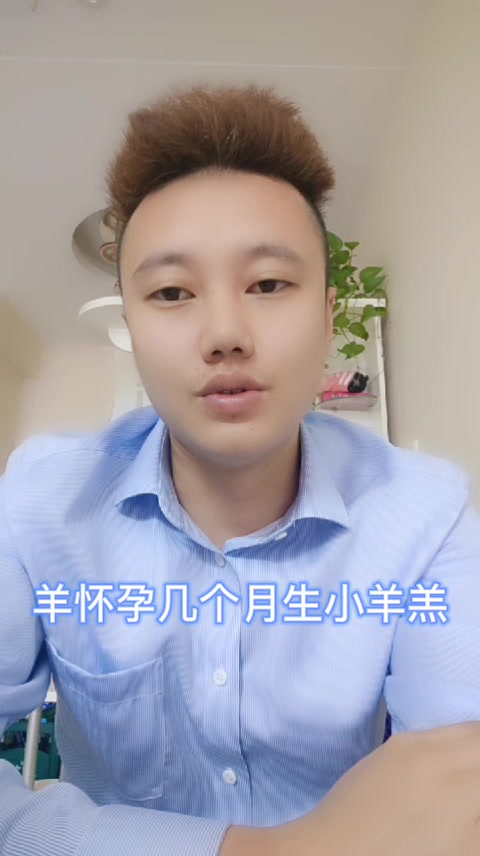 羊怀孕几个月生小羊羔