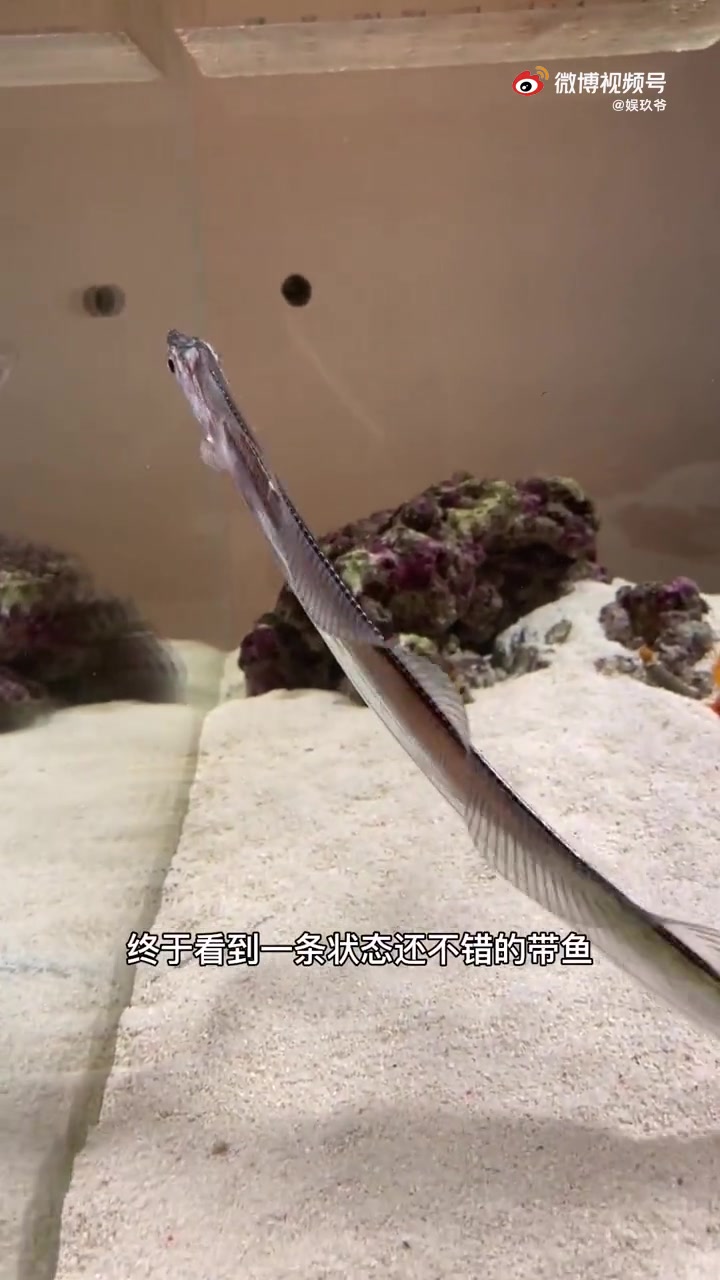 活带鱼简直太美了,比大部分观赏鱼漂亮 ,鱼缸里养带鱼是什么体验???这个视频告诉你↓↓↓