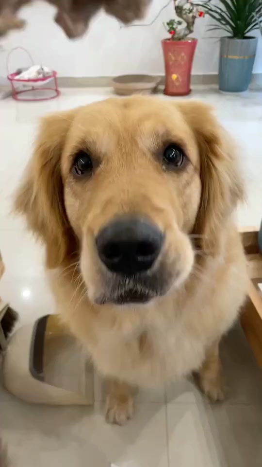 火鸡脖脖 酥脆磨牙 这个现在有活动哦 小型犬能啃好久