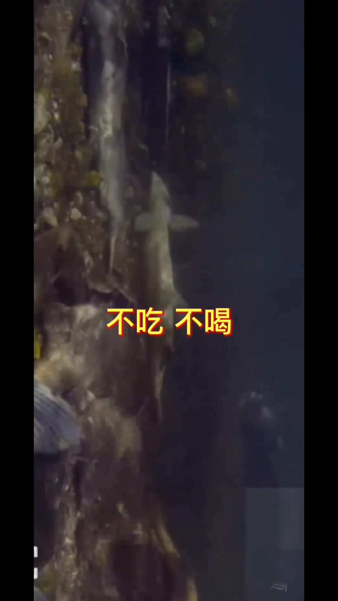 大马哈鱼悲壮的一生