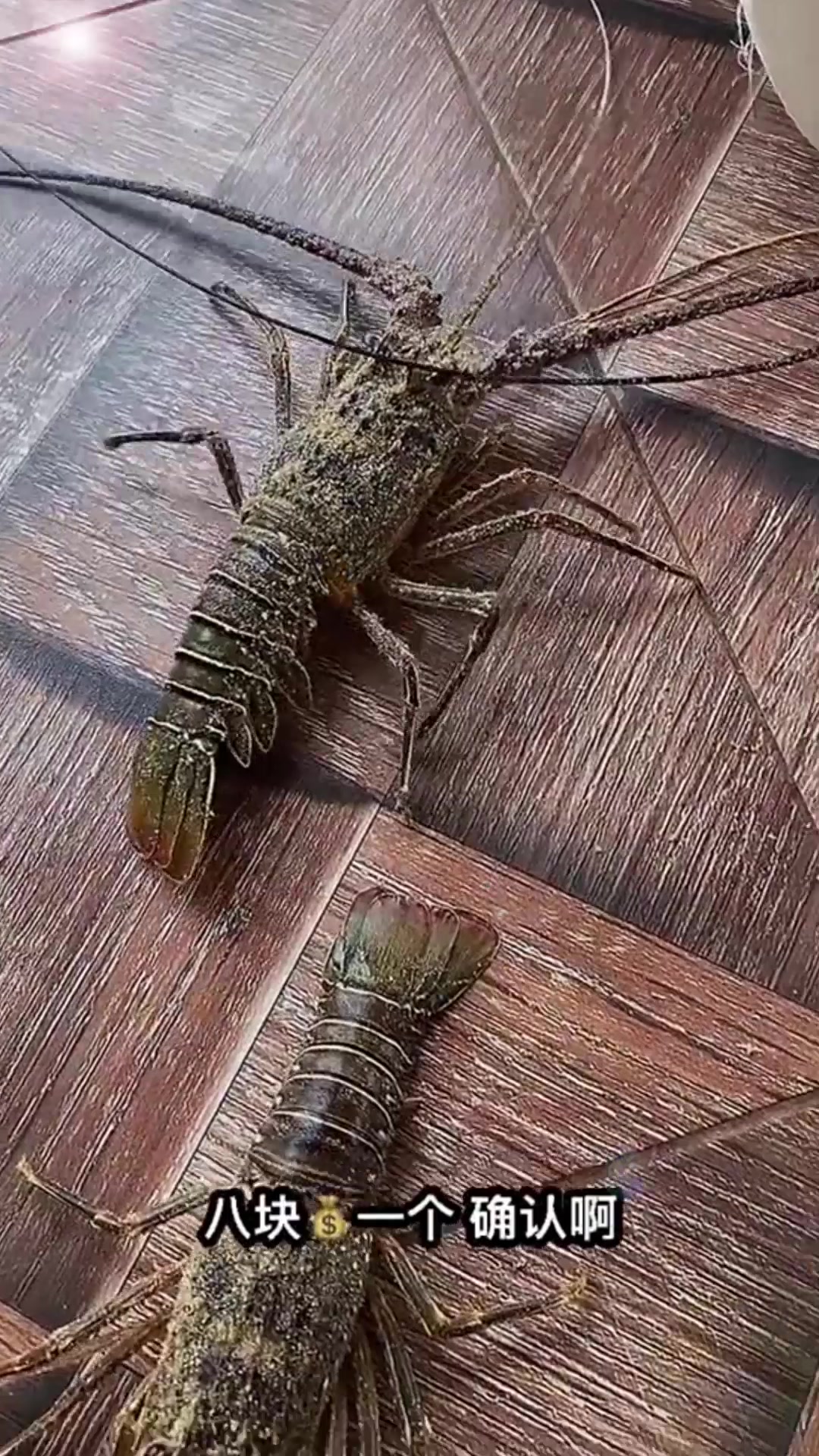 你们见过非洲八块一只的大龙虾嘛?