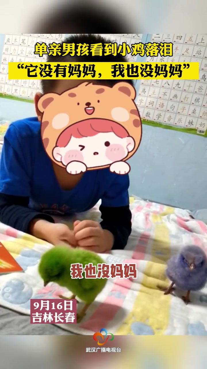 单亲男孩看到小鸡落泪,“它没有妈妈,我也没妈妈”