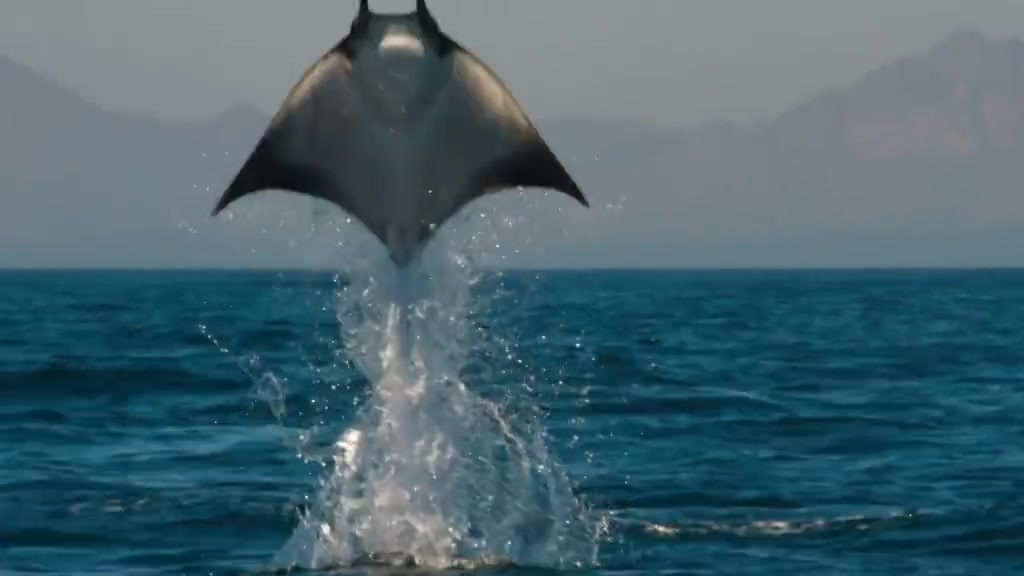 【来吧展示!蝠鲼会跳水但不太会压水花】蝠鲼,又名魔鬼鱼。你知道吗?它们会“飞”出水面,再“