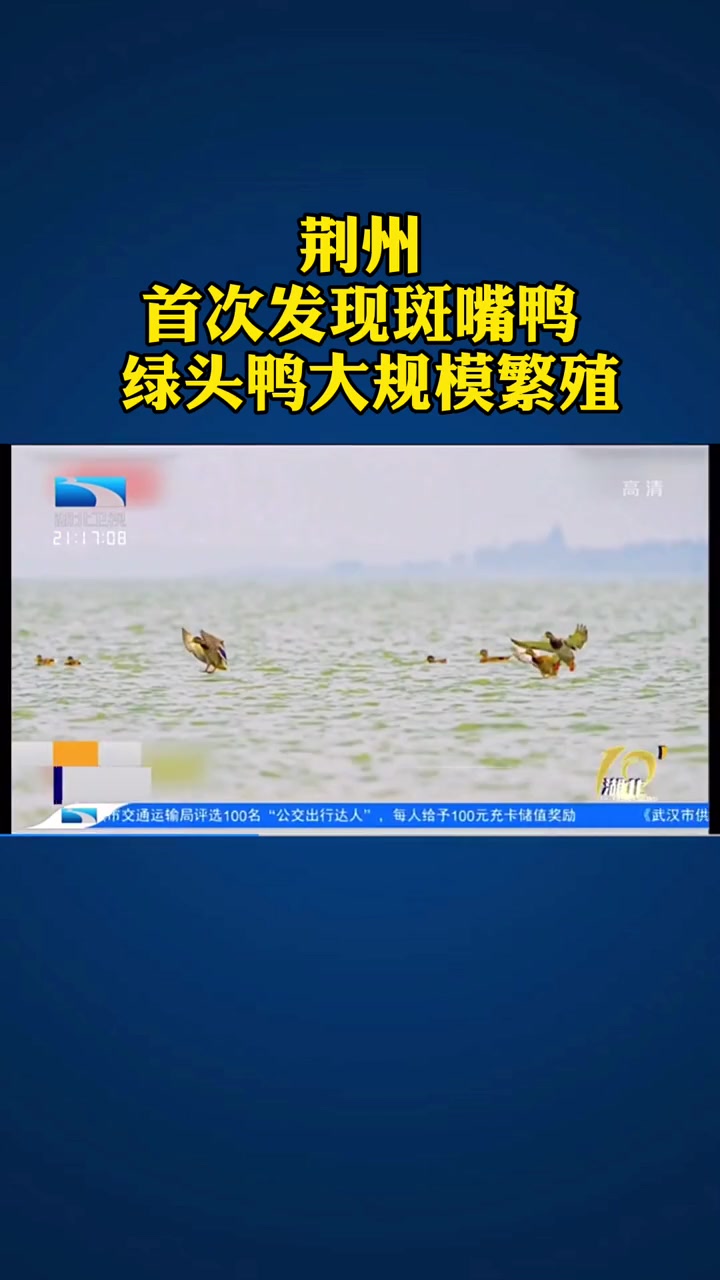 荆州首次发现斑嘴鸭,绿头鸭大规模繁殖