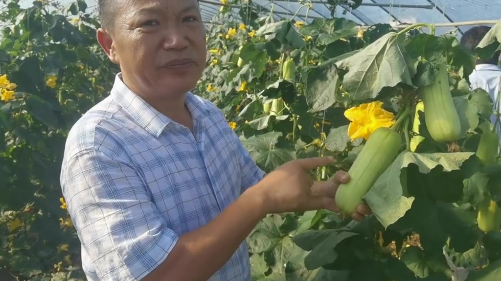 【湖南新品种高品质丝瓜胖妞大量上市】眼下的三湘大地,稻香果硕,一派丰收景象。记者今天从湖南