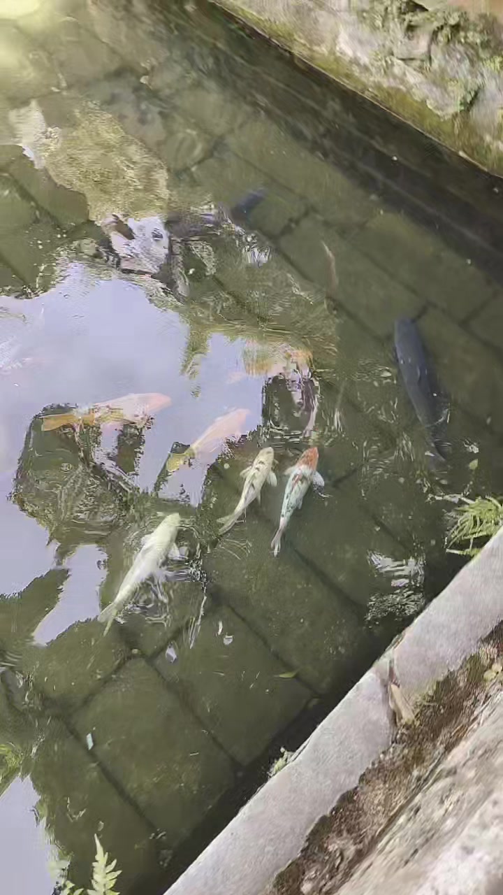 石龙喷水吉庆有鱼