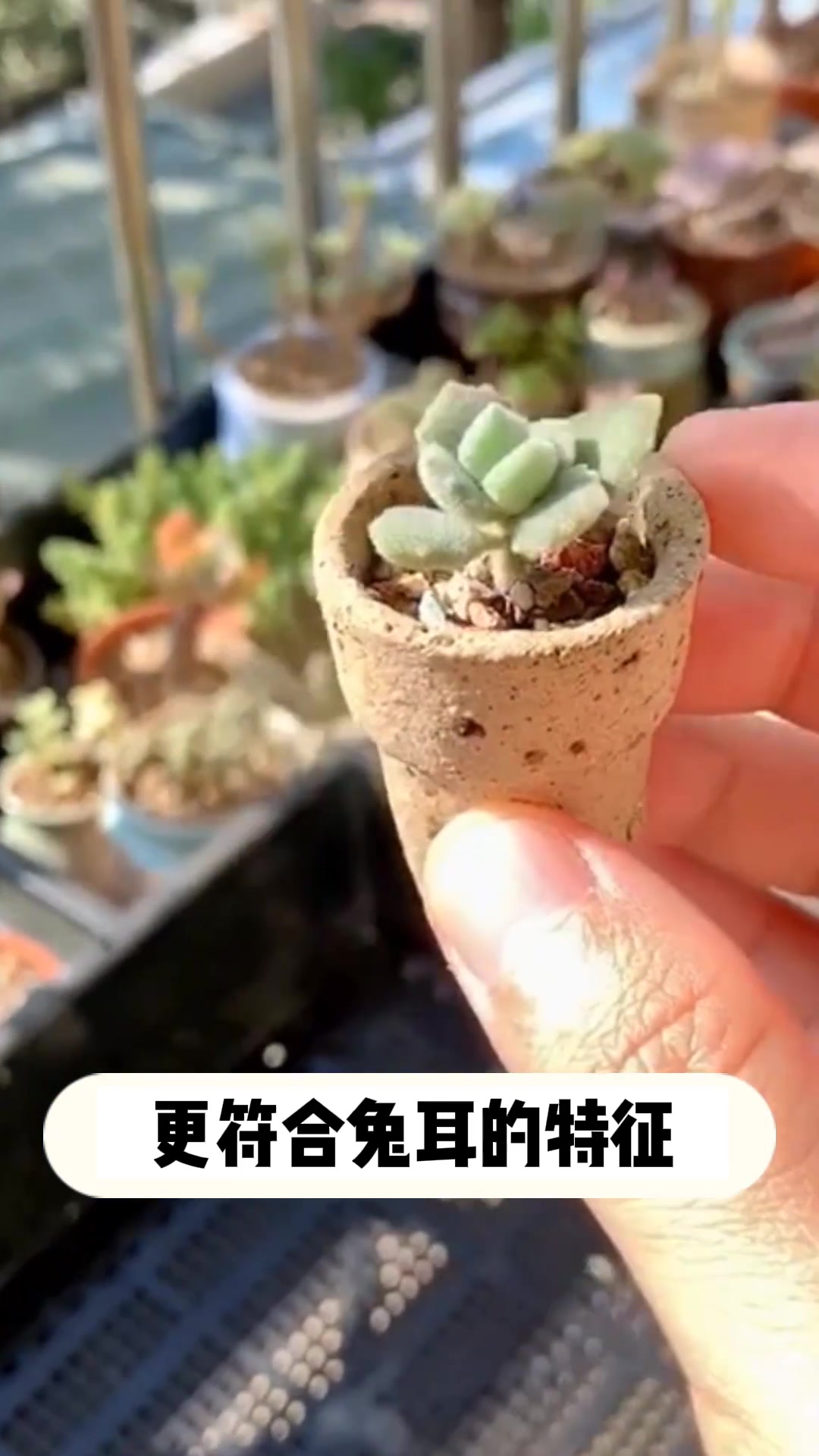多肉[千兔耳]的小知识