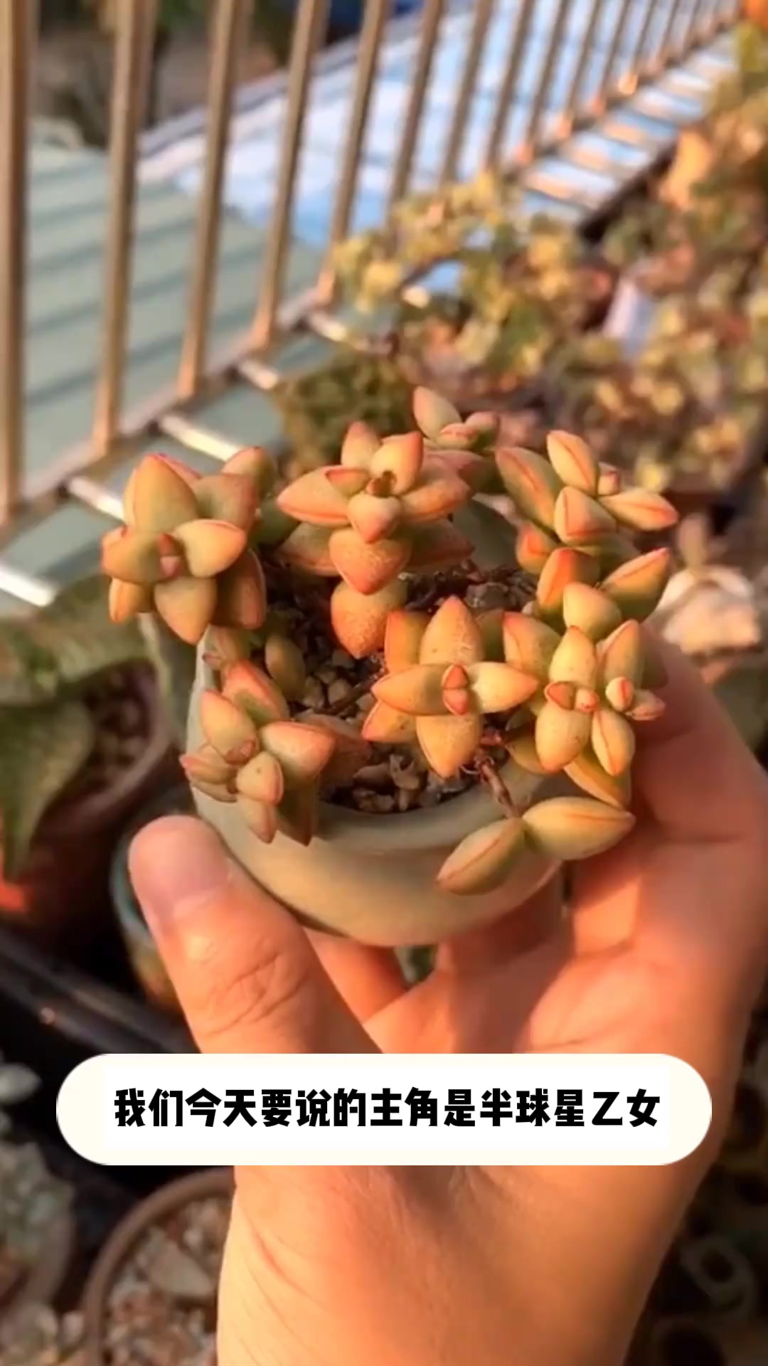 多肉[半球星乙女]的小知识