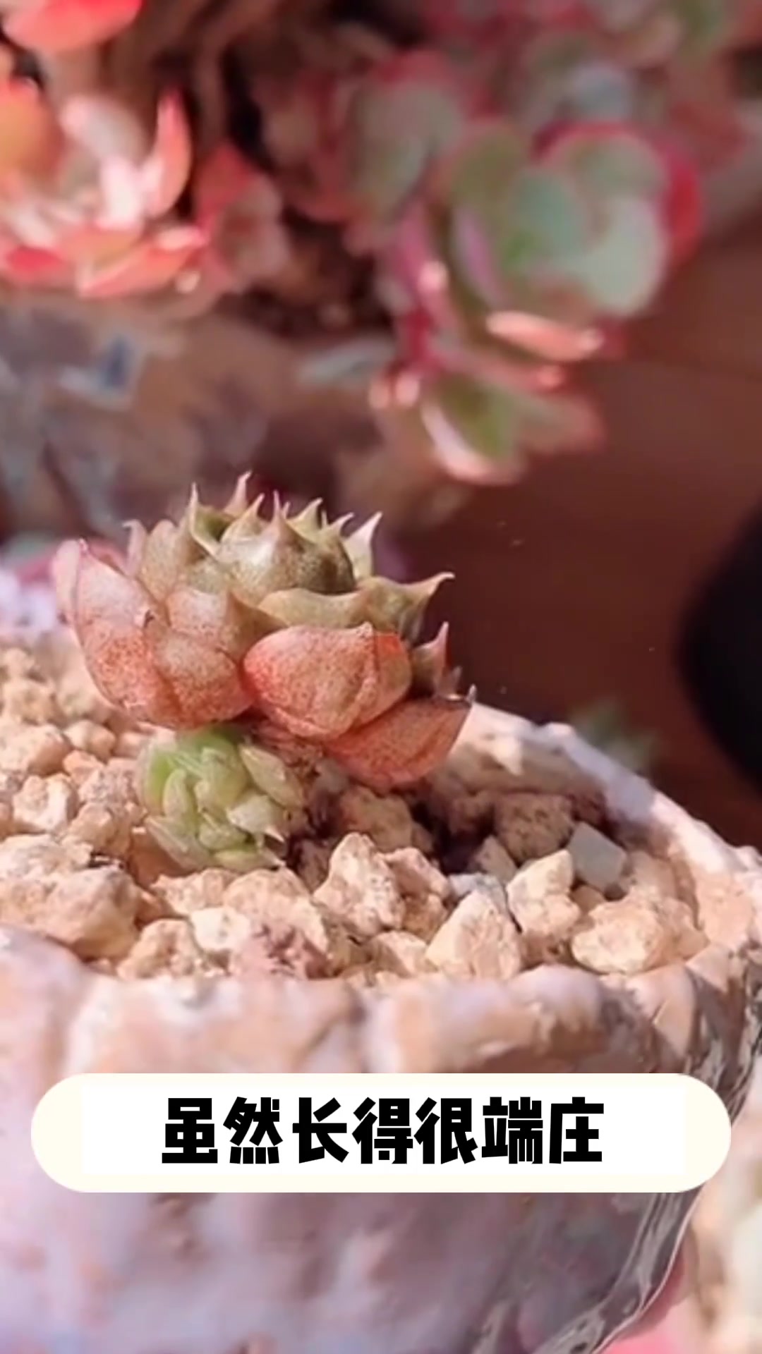 多肉[小和锦]的小知识