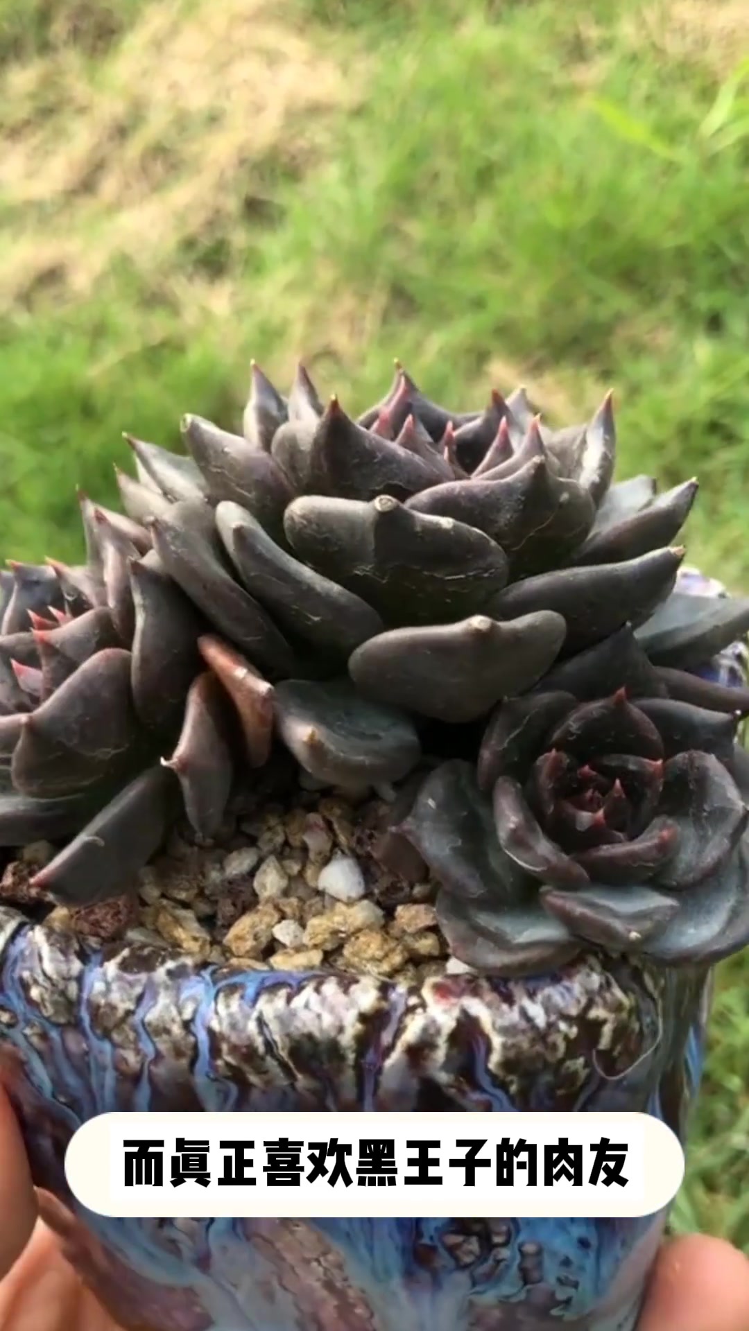 多肉[黑王子]的小知识