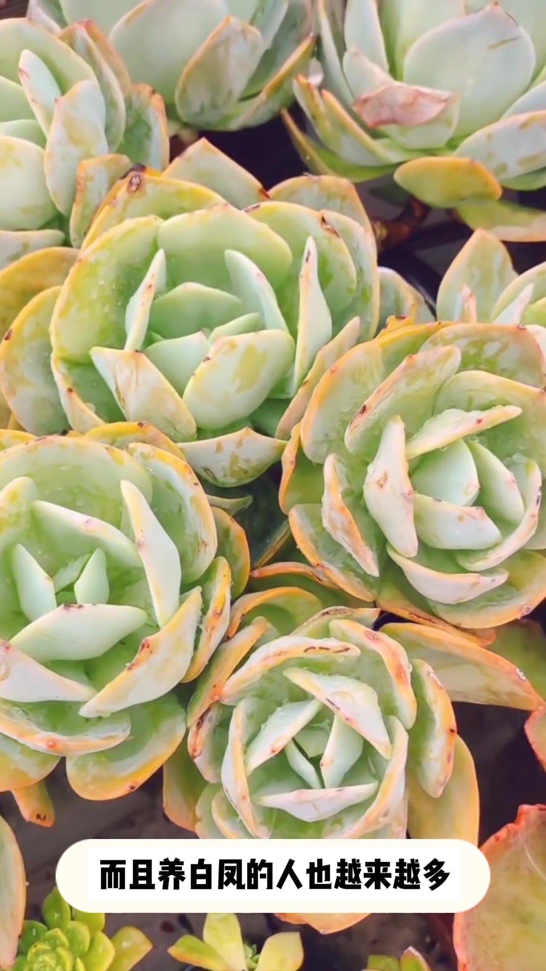 多肉:白凤的小知识