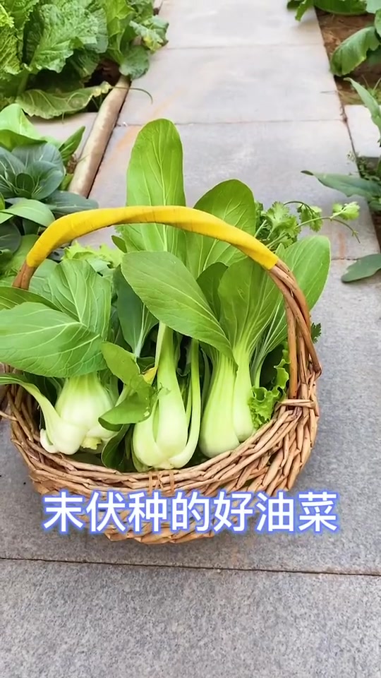 春天快到了,喜欢种菜的朋友,值得收藏
