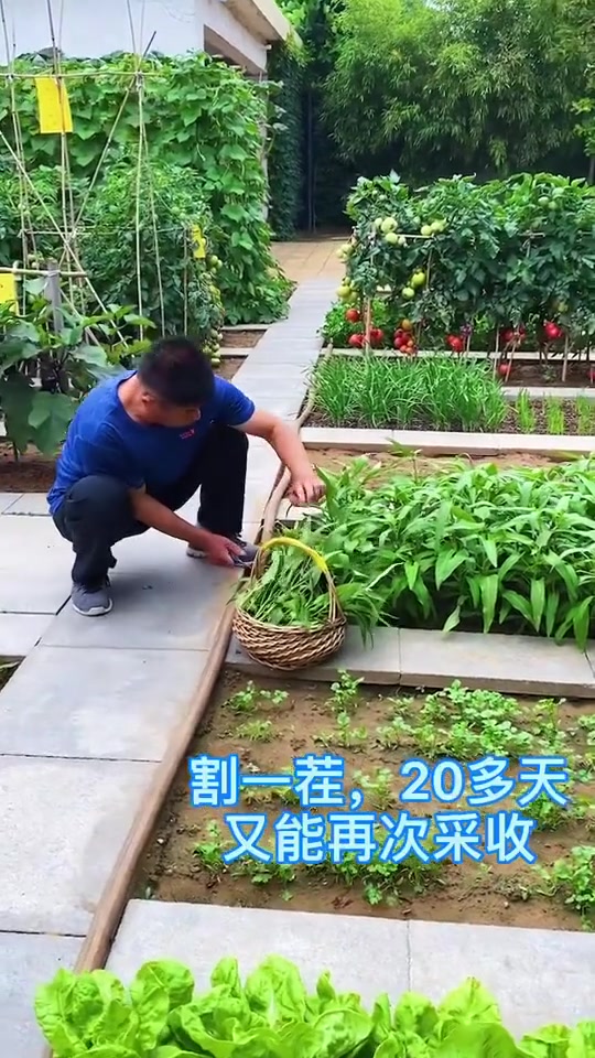 空心菜既耐热又多茬采收,喜欢的朋友种起来吧