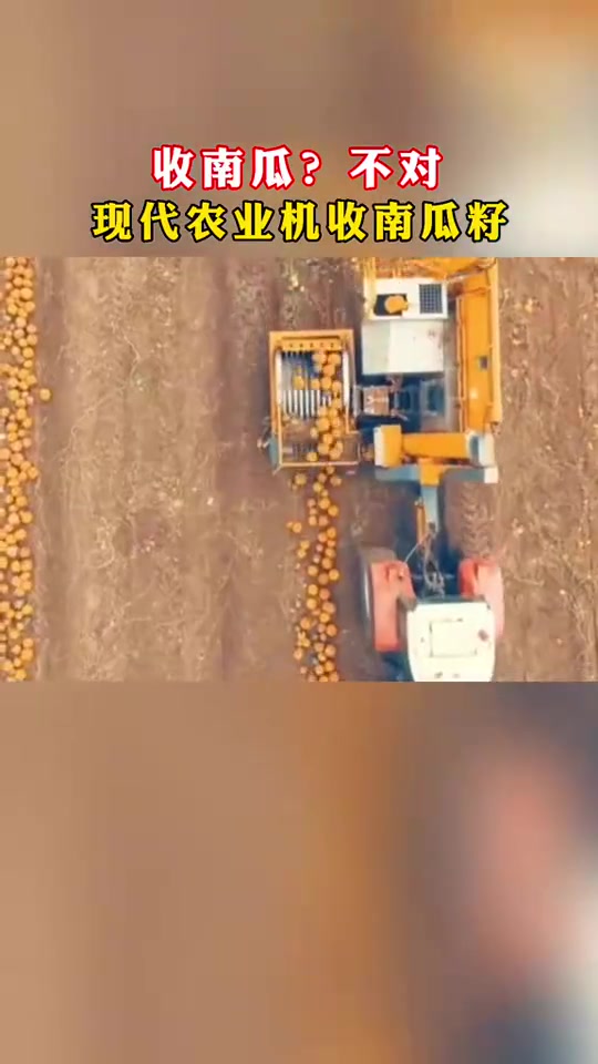 收南瓜?不对,现代农业机收南瓜粥