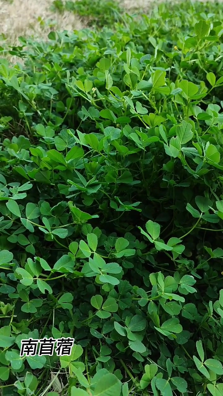 金花菜又叫什么菜 
