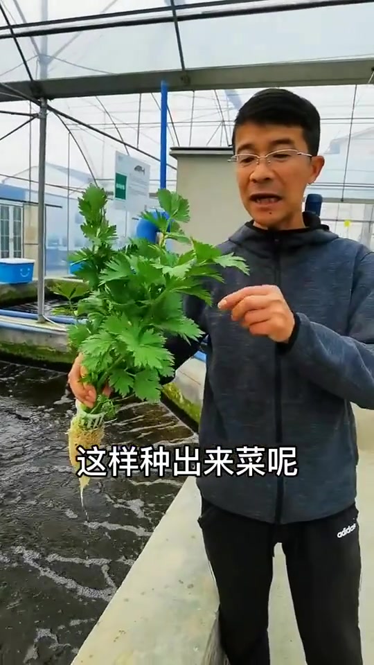 争议巨大的鱼菜共生