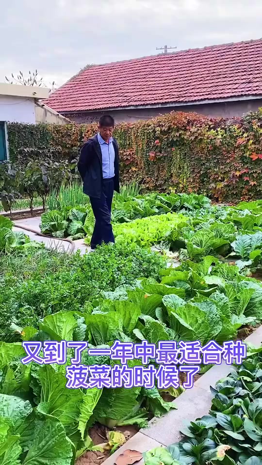 又到了种植菠菜的季节了,种子准备好了,马上种起来吧