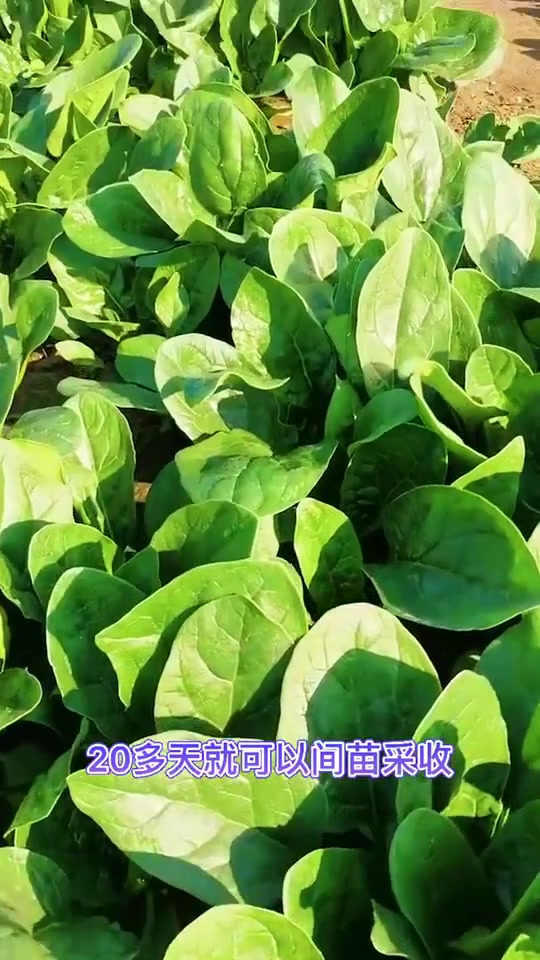 天气越来越凉爽了,又到了种植菠菜的季节了