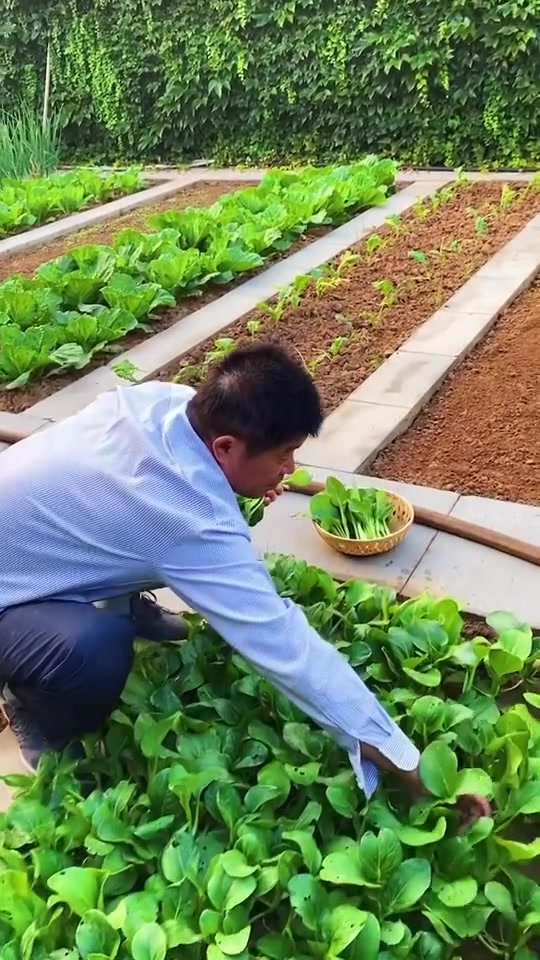 小院里种菜,一年四季都不用买菜