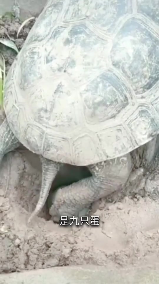 祝看见的朋友好运连连!
