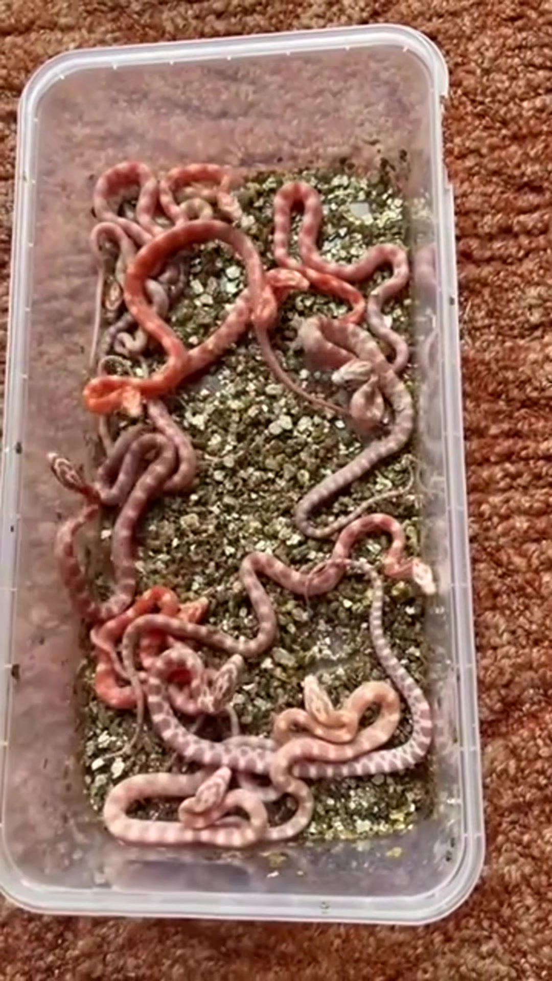 初生牛犊不怕虎,一顿饱和顿顿饱分不清,还是太天真!