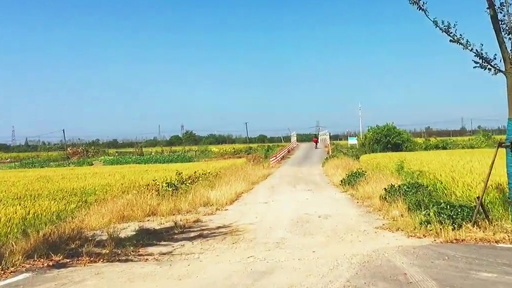 一路稻香的假日骑行。有关背景音乐:Bunt sind schon die Wälder是一