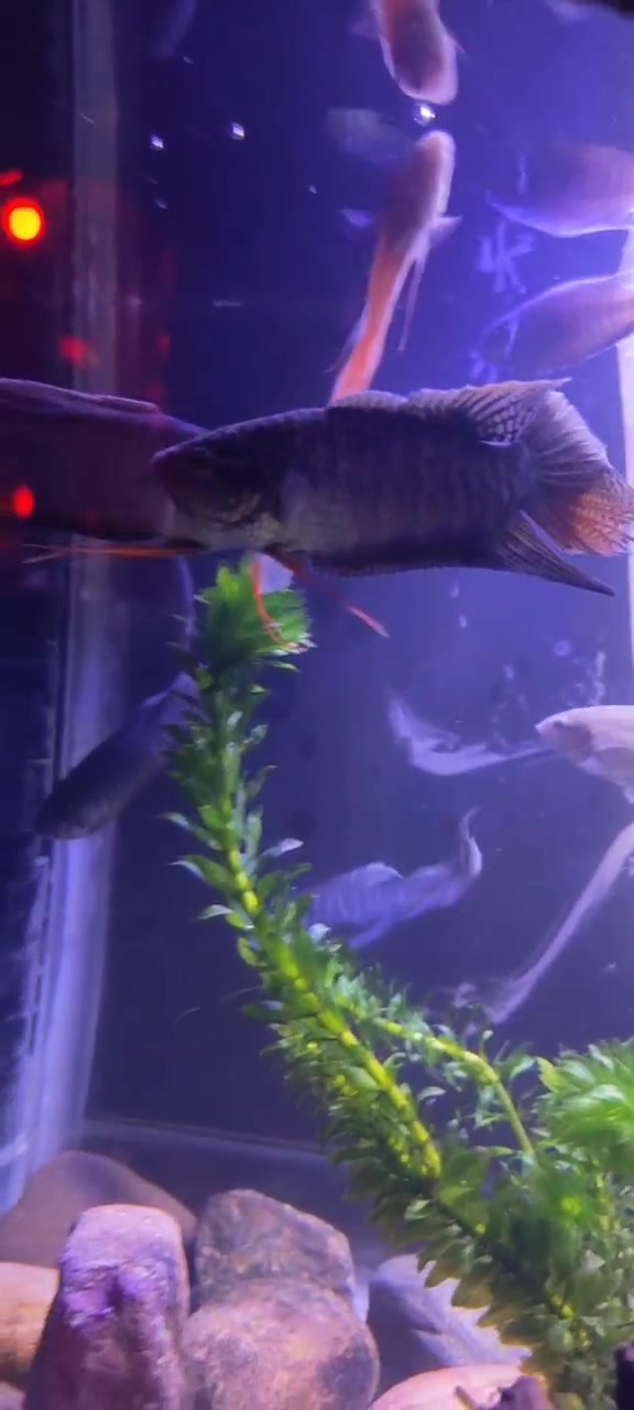 每天更新各种斗鱼