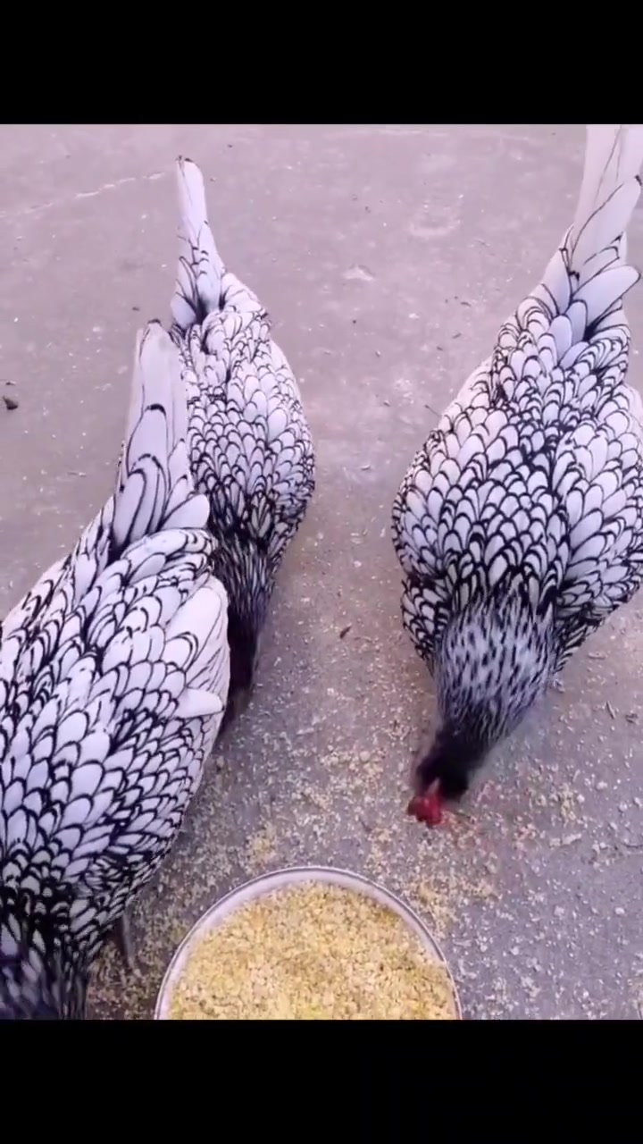 漂亮黑白花纹波兰鸡