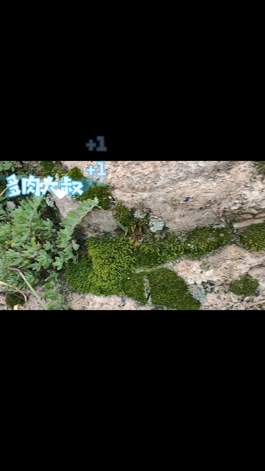 小伙伴们看看这个是多肉吗?老家叫石莲花