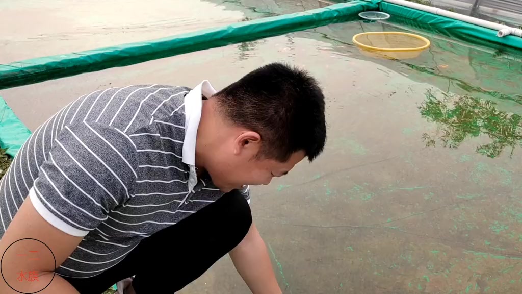 鎏金金鱼公母怎么分