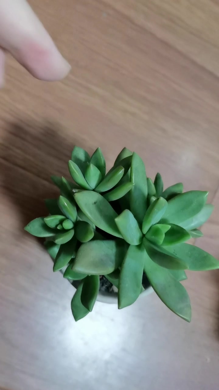 多肉拼盘很满意,粉爪的叶子伸长,照波有了