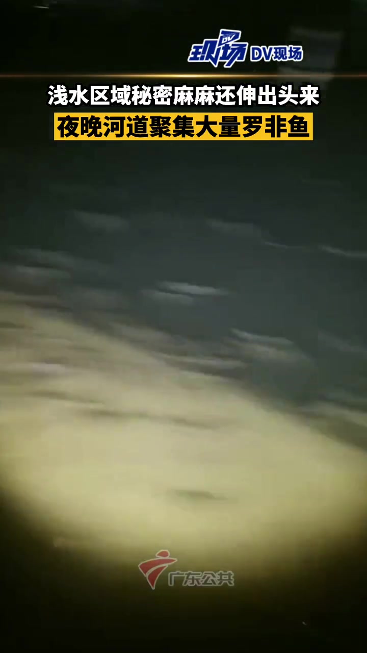 广东普宁南溪,罗非鱼夜间扎堆浮现浅水区,密密麻麻一片,有的甚至探出水面呼吸