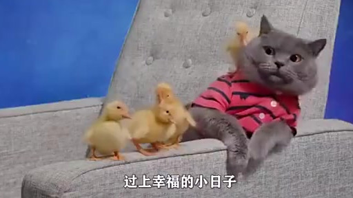 2分钟治愈短片,一群小黄鸭被猫咪救命,竟然认它当妈妈! #国庆假期美食攻略##好戏种草计划