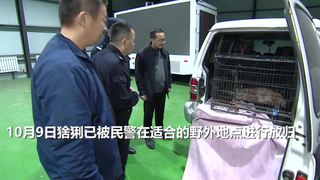 【凶猛“大猫”猞猁闯民宅 民警成功救助放归自然】近日,内蒙古呼伦贝尔边境管理支队室韦边境派