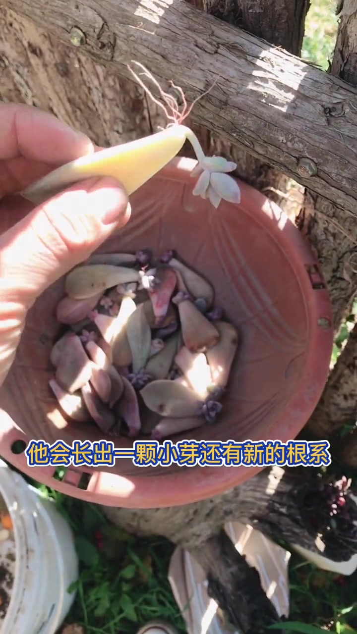 怎么养多肉植物      